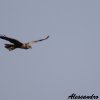 Falco di palude